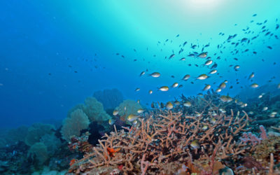 Des récifs coralliens inventoriés